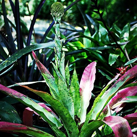 Aechmea pectinata unspecified picture