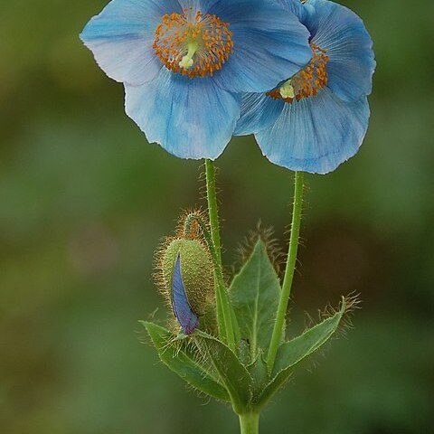 Meconopsis unspecified picture