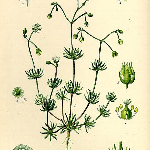 Spergula unspecified picture