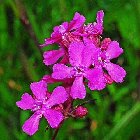 Silene samojedorum unspecified picture