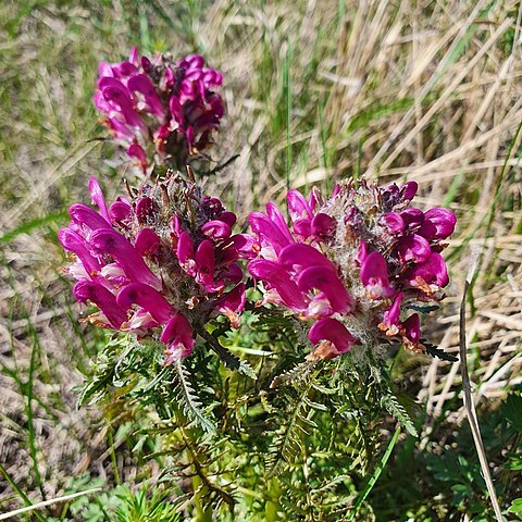 Pedicularis dasystachys unspecified picture