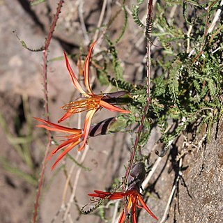 Mutisia spectabilis unspecified picture