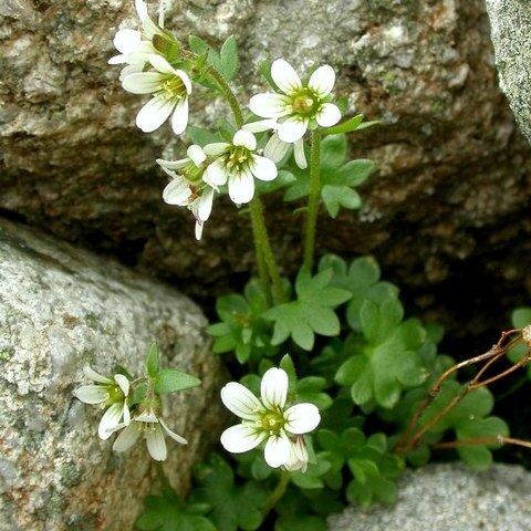 Saxifraga carpatica unspecified picture