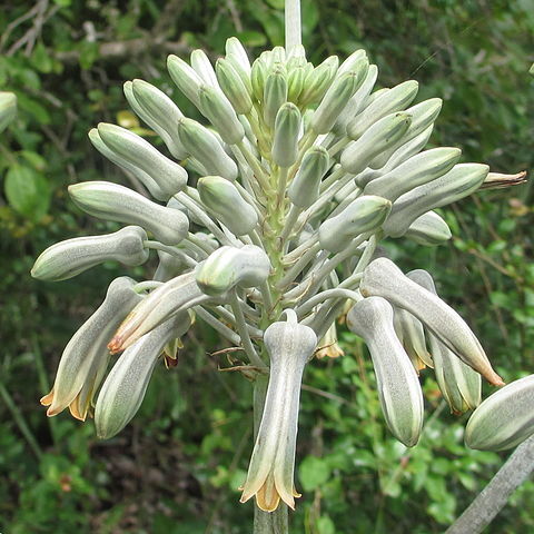 Aloe menyharthii unspecified picture