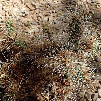 Cylindropuntia multigeniculata unspecified picture