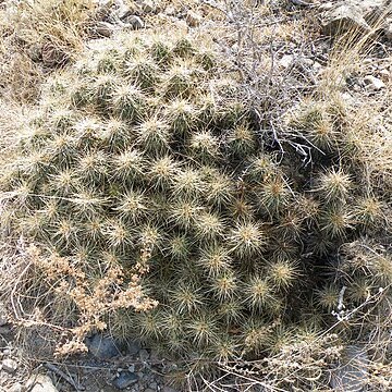 Echinocereus cinerascens subsp. septentrionalis unspecified picture