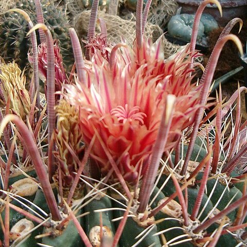 Ferocactus peninsulae unspecified picture