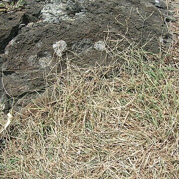 Digitaria setigera unspecified picture