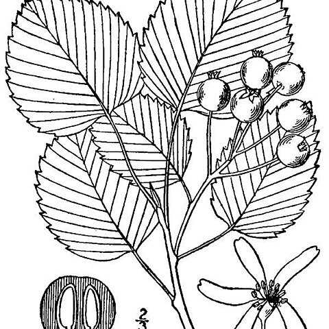 Amelanchier sanguinea unspecified picture