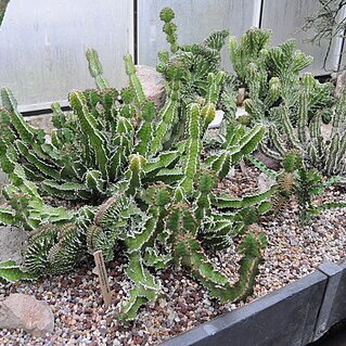 Euphorbia bussei var. kibwezensis unspecified picture