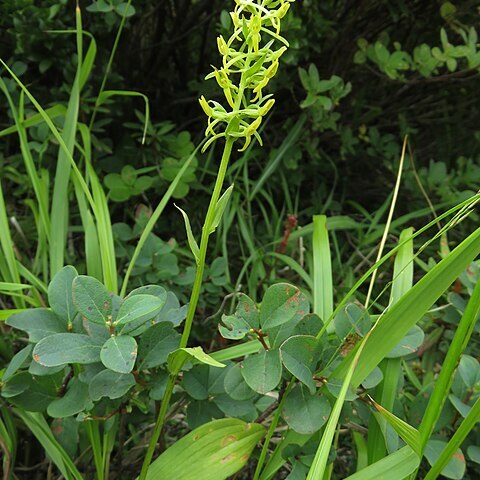 Platanthera tipuloides unspecified picture