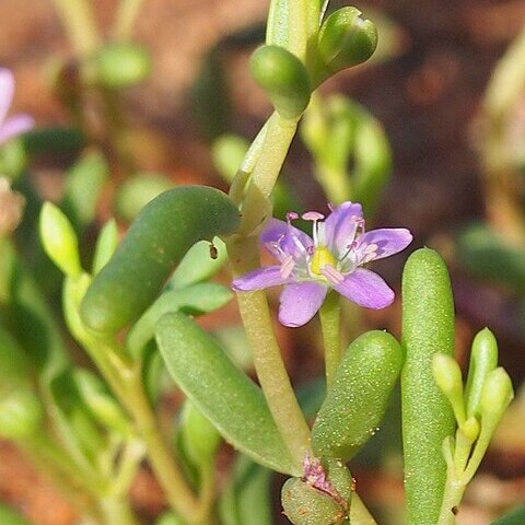 Calandrinia eremaea unspecified picture