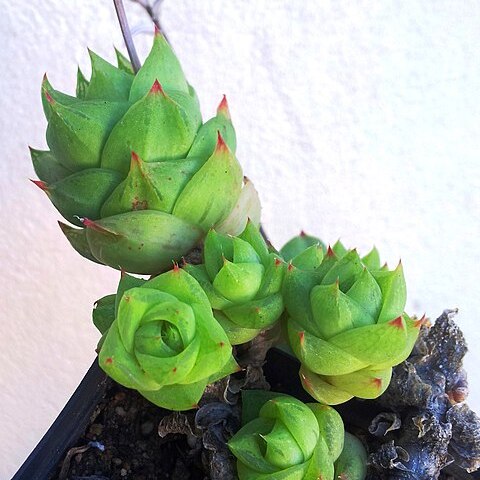 Haworthia cymbiformis var. ramosa unspecified picture