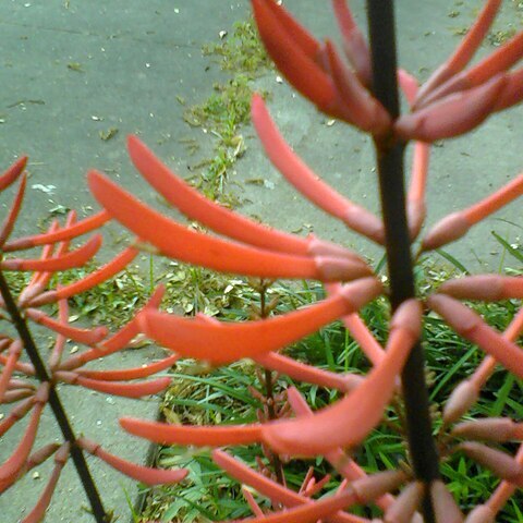 Erythrina americana unspecified picture