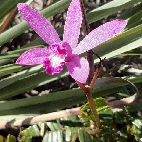 Cattleya pfisteri unspecified picture