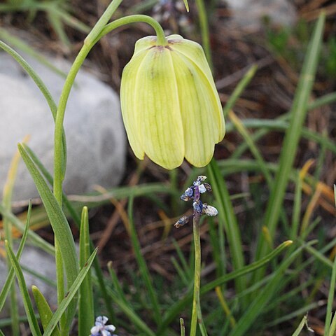 Fritillaria messanensis subsp. gracilis unspecified picture