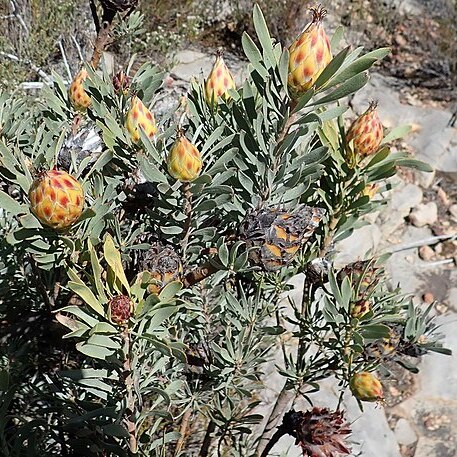 Leucadendron rubrum unspecified picture