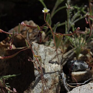 Chylismiella pterosperma unspecified picture