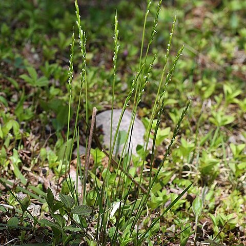 Oryzopsis asperifolia unspecified picture