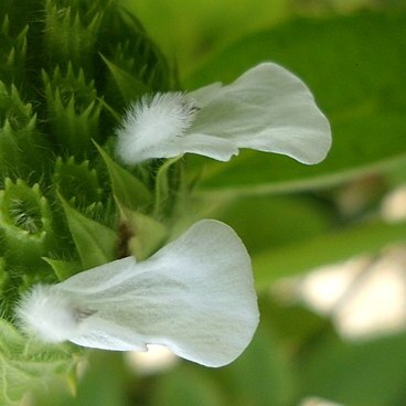 Leucas longifolia unspecified picture