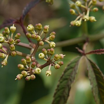 Cissus elongata unspecified picture