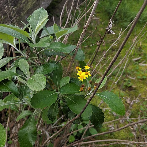 Senecio garlandii unspecified picture