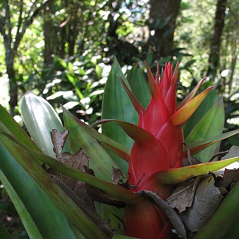 Tillandsia imperialis unspecified picture