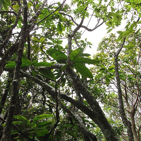 Pisonia sandwicensis unspecified picture