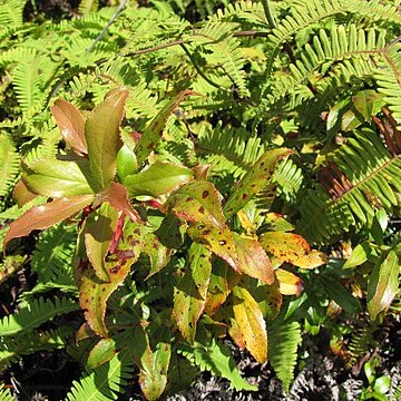 Vaccinium dentatum unspecified picture