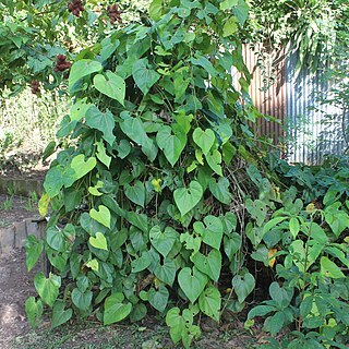 Aristolochia didyma unspecified picture