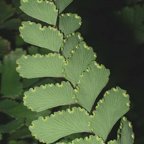 Adiantum cunninghamii unspecified picture