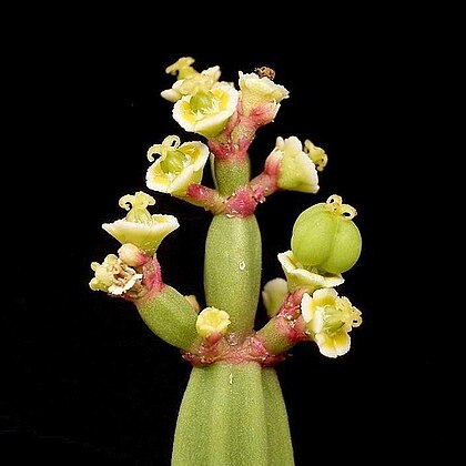 Euphorbia appariciana unspecified picture