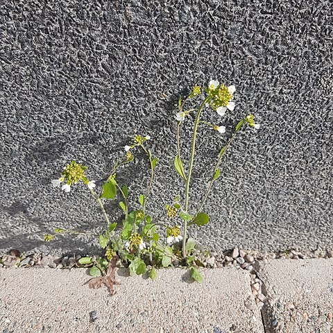 Arabidopsis suecica unspecified picture