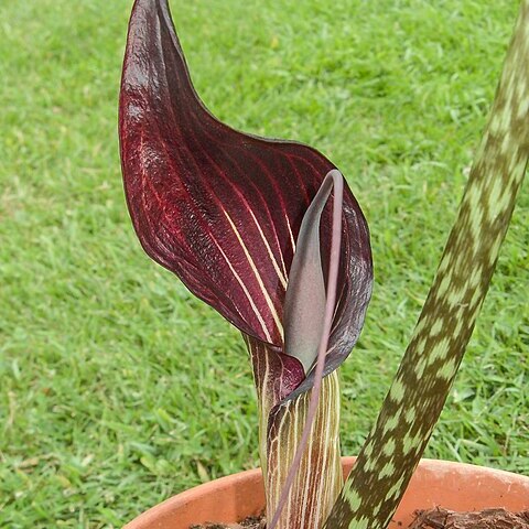 Arisaema speciosum unspecified picture