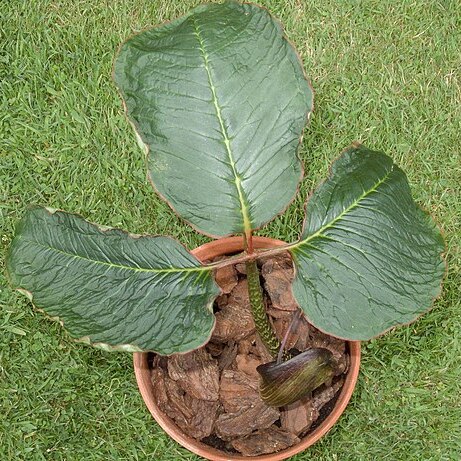 Arisaema speciosum unspecified picture