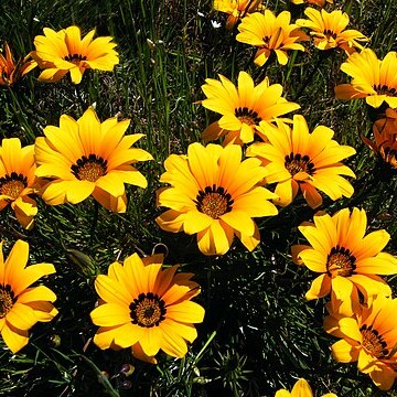 Gazania pectinata unspecified picture