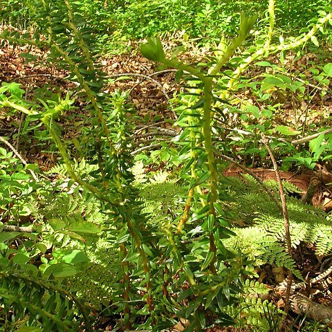 Huperzia phyllantha unspecified picture