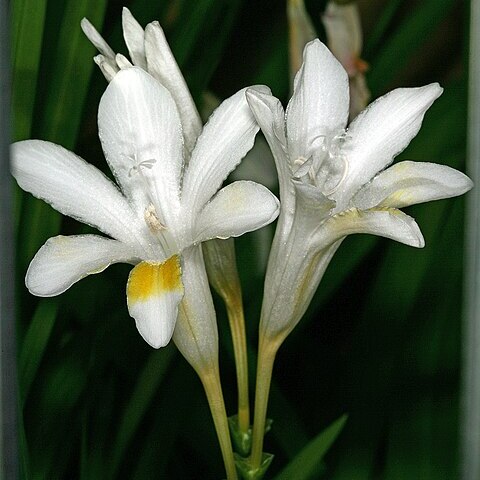 Freesia leichtlinii unspecified picture