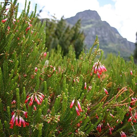 Erica spectabilis unspecified picture