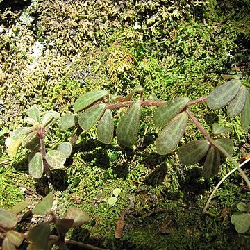 Peperomia mauiensis unspecified picture