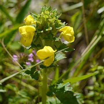 Pedicularis bicornuta unspecified picture