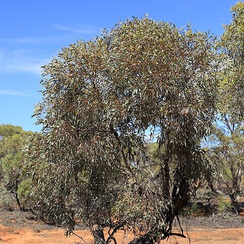 Eucalyptus socialis unspecified picture