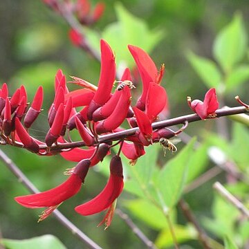 Erythrina bidwillii unspecified picture