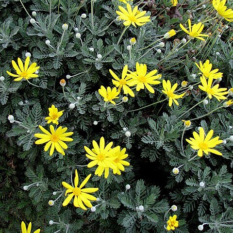 Euryops pectinatus unspecified picture