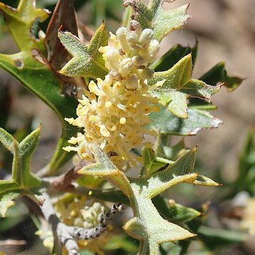 Grevillea ramosissima unspecified picture