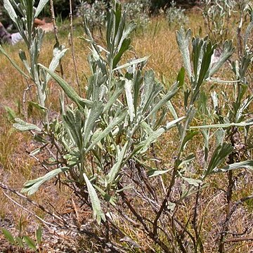 Artemisia spiciformis unspecified picture