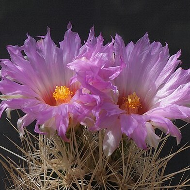 Thelocactus bicolor subsp. bolaensis unspecified picture