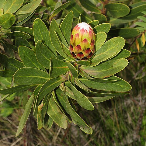 Protea caffra subsp. kilimandscharica unspecified picture