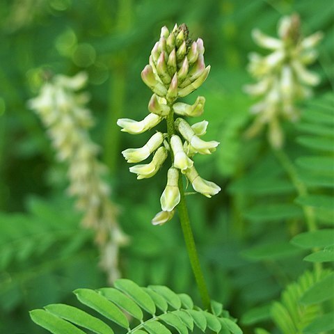 Astragalus galegiformis unspecified picture