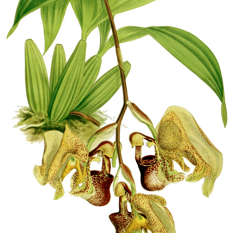 Coryanthes speciosa var. speciosa unspecified picture